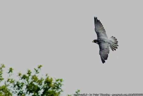 Peregrine falcon in flight